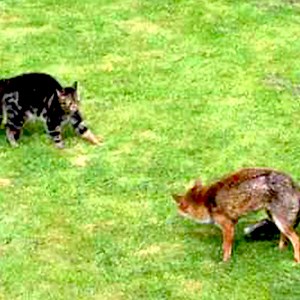 570K views · 3.6K reactions | Fox and cat fight Join us to get more information: Amazing Animals | Nature Diary | Facebook