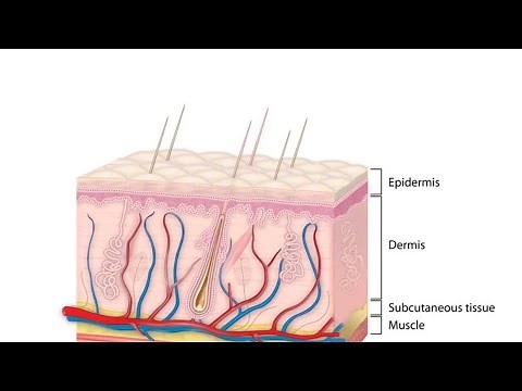 Development of Skin | Embryology |