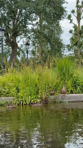 🦆 #canard #duck #animals #plopsaland #cute