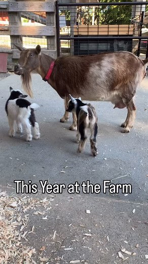 We love being part of the community, if you’d like to support the animals, you can sponsor them through this link: https://beaconhillchildrensfarm.ca/sponsor-an-animal/ This year marked the farm’s 40th anniversary, and what a year it was. We’re proud to continue providing a safe, nurturing home for our many farm friends, including several animals who were rehomed with us this season. We welcomed more than 300 daycare and school groups, along with many seniors groups. We are a place for smiles, m