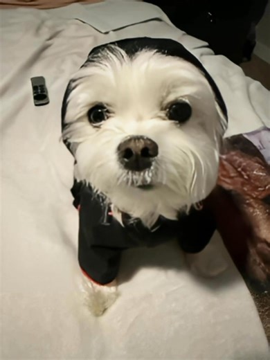 21K views · 1.5K reactions | Rainy days call for extra sass — and a full raincoat runway moment! ☔ Because this lil diva pup doesn’t do frizz, puddles, or wet paws… only style and sparkle. ✨ #LilHopeyB #StayPawsitive #RainRainGoAway #DogFashionista #PupInStyle #MarshmellowBabysPawsForHelp ©️ Lil Hopey B & Furangel Mellow B 2025 | Hopey B | Facebook