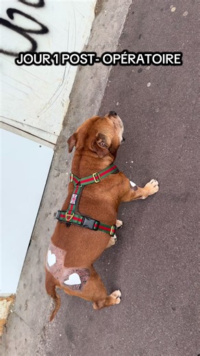Jour 1 post-opératoire d’un staffie après opération