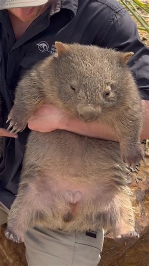 Ben Dessen on Instagram: "FARTING BABY WOMBAT! Unfortunately, this isn’t the first time I’ve been farted on by a baby wombat…they happen to be one of the gassiest animals around. If you listen carefully at the end you can hear a final silent release after the initial loud shockwaves. This is a behind the scenes clip from our recent wombat rehabilitation video update. Lucky they are so cute….😂 • • • • #wombat #babywombat #joey #wombats #cutebaby #babyanimal #wildlife #cuteanimals #funny #funnyan