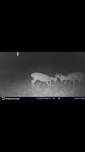 Rut Tracker Breakdown: When you scout and locate a shooter in early September there's a high probability he will be living and traveling right there on opening day. Biologists say that in late summer whitetails are genetically programmed to set up in small core areas near the best available food with heavy bedding cover close by. While moving only short distances, bucks can pack on the pounds, increasing their body weight by 10 to 20%, throughout September and October as testosterone rises daily