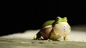 Green tree frogs surround anglers during creek exploration
