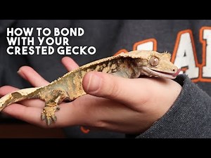 5 TIPS THAT WILL MAKE YOUR CRESTED GECKO LOVE YOU!