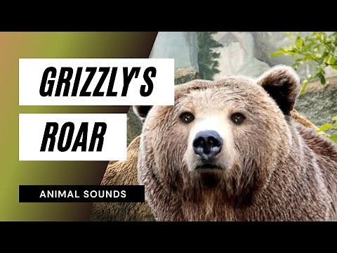 Grizzly's Roar - grizzly bear roar / Sound Effect / Animation