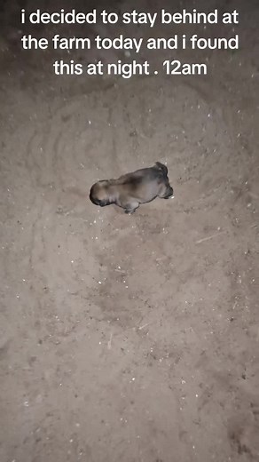 Rescuing a Newborn Puppy Found at 12am | Heartwarming Animal Rescue