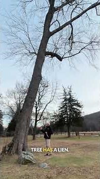 Leaning Trees Explained: When a Lean Is Normal (And When It’s Not)