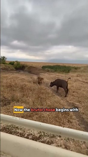 Big Cats vs Giant Prey Wildest Ambush Attacks Ever Filmed! 💀 #shorts