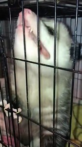 Turn the sound up to hear what male opossums do to find a mate! This clicking sound is what they do to communicate with the ladies! This precious guy is one of the last tiny babies that came in last fall. He is wintering over with us and will be released once the weather breaks. But that doesn’t stop ‘spring’ from affecting him too.