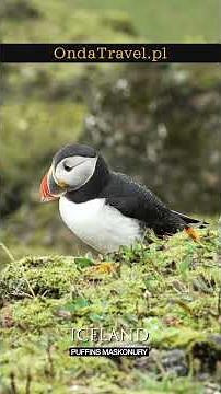This is Iceland ❯ This is Iceland discover it with me