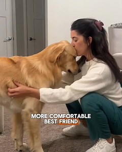 Wolves eat THIS first. Your dog never gets it. That's why they're...