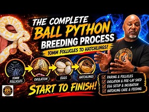 The COMPLETE Ball Python Breeding Process (10mm Follicles to Hatchlings!)