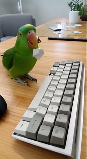 The parrot stole a key from the keyboard! 🦜 #parrot #funny #animals #viral #omg #funnyanimals