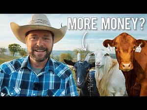Sheep vs Goats vs Cattle: Which ACTUALLY Makes the Most Money?