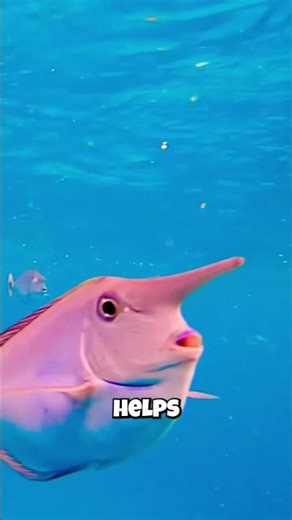 The Surprising Truth About the Unicorn Fish Horn