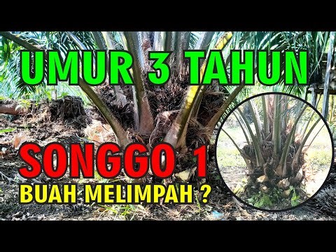 3 year old oil palm songgo one fruit abundant?