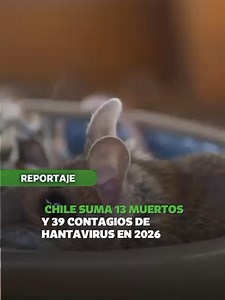 Chile confirmó 13 personas fallecidas y 39 casos de hantavirus en lo que va de 2026, una cifra que mantiene en alerta a las autoridades sanitarias. #hantavirus #hantaviruschile #alertasanitariachile