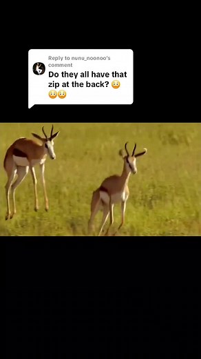 Springboks Leaping in Their Natural Habitat