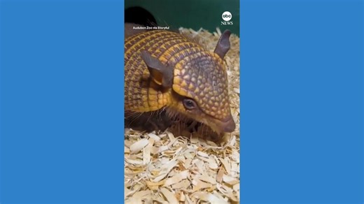 Zoo welcomes screaming hairy armadillo pups