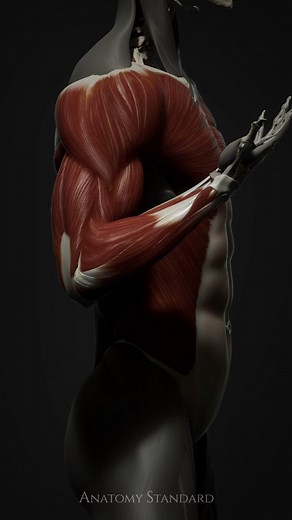 55K views · 13K reactions | A look at the muscles at work during arm...