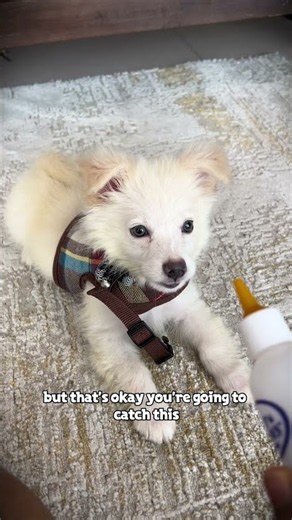 Levi the American Eskimo #puppy #viral #pets