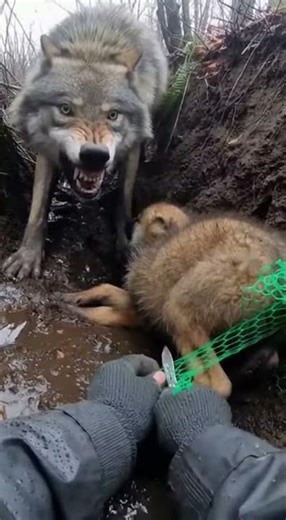 Terrifying Encounter Freeing a Wolf Pup as Mother Attacks
