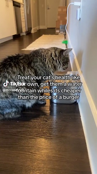 Why Do Cats Like Running Water? Exploring the Fascination