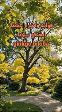فوائد وأضرار عشبة الجنكو بيلوبا. ginkgo biloba