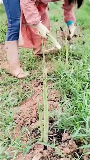 cool way to harvest asparagus plants #shorts