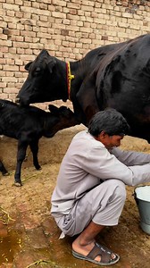 75K views · 2.3K reactions | #cow #dairyfarm #dairy_farming #modern_dairy_farming #modern_agriculture #agricultural_machines #amazing_technology #advance_technology #modern_technolog | Dairy Cow TV | Facebook