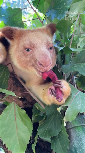 Kaluli the Goodfellow's Tree Kangaroo is already getting started on her vegetable candy canes! 🎄 📷 Keeper Bronte and Keeper Holly | Perth Zoo