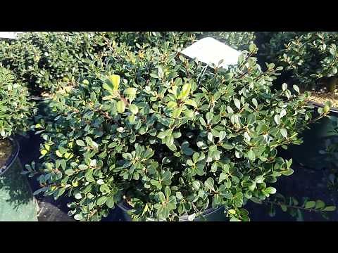 Ilex crenata 'Bennett's Compact' (Japanese Holly) // GLOSSY Evergreen Foliage, LOW Maintenance