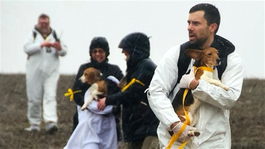 Activists stormed into a Wisconsin beagle farm and took 23 dogs. What to know