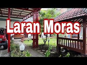 Laran moras ☆ musik foun 2024 ☆ lagu tetun timor leste 2024