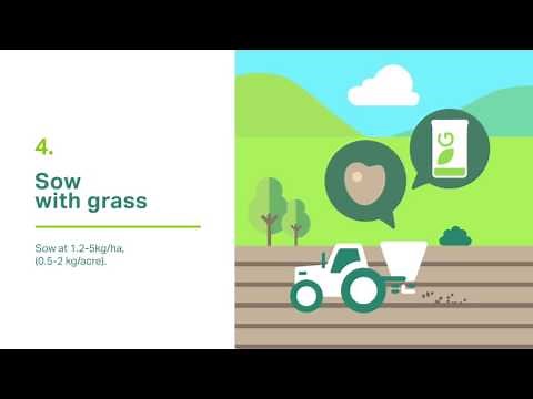 Growing and Managing White Clover