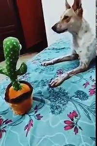 😍🤪😂 | Animal World