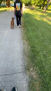 Ryland is SO well behaved!! Ryland joined Ryan, Mandy, and Ryan as they walked @olk9salemeugene dogs. And he did amazing!! Bikes, kids, dogs, you name it went by. And he was glued to Ryan happily. Ryland is maybe 2 years old and waiting for a home of his own!!! He’s so much fun, incredibly smart, and such a good boy! #adopt #cattledog #handsome For more information; email mandy@sevadog.org. | SevaDog Rescue