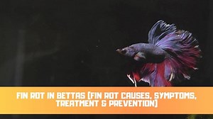 Fin Rot In Bettas (Fin Rot Causes, Symptoms, Treatment & Prevention)