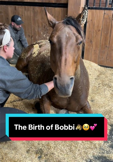 The Heartwarming Birth of Bobbi the Pony