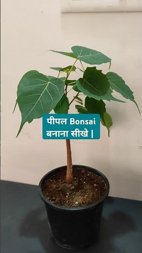 Growing Peepal Bonsai - A Beautiful DIY Project