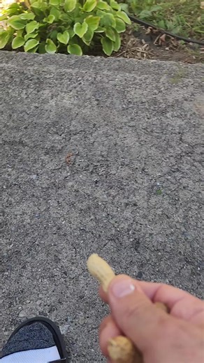 Dagnammit (@dagnammit8716)’s videos with original sound - Lorena Pages