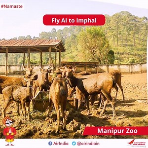 1.6K views · 169 reactions | #Namaste : #Imphal, Known For Its Sylvan Beauty & Scenic Landscapes.This All-Season Tourist Place Is Filled With Ancient Relics, Temples, Monuments & War Memorials. While Exploring Imphal Pay A Visit To #ImaKeithel, The Unique Bazaar Entirely Run By Women, #KanglaFort #ManipurZoo. #FlyAI | Air India | Facebook