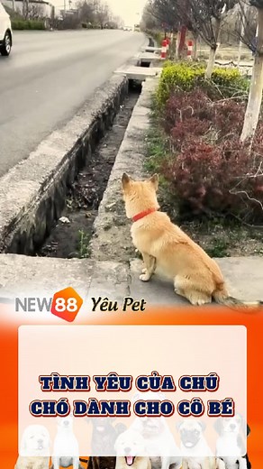 176K views · 3.3K reactions | Chú chó hàng ngày đứng trước cửa đợi cô chủ nhỏ tan học về #funnyvideosdaily #pets #fun #foryou #xuhuong #thucungcute #animals | NEW88 YÊU PET | Facebook