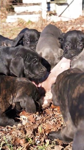 Tripe Got This Black Boerboel Puppies Acting DIFFERENT #boerboelpuppies #boerboels #blackdogs