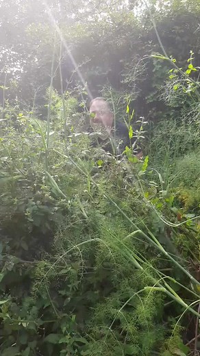 Camouflage Techniques in Dense Green Foliage