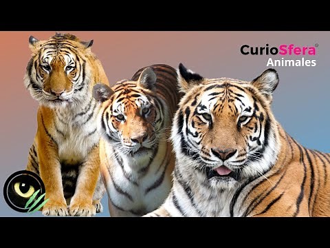 TIGER 🐯 Characteristics of Tigers