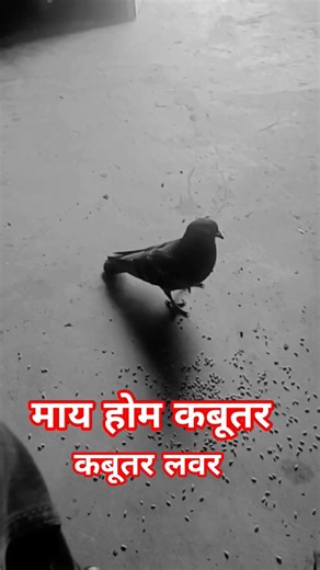 सोकर उठता नहीं इतने कबूतर आ जाता है लव यू कबूतर ♥️♥️♥️♥️♥️