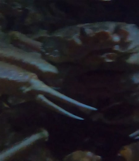 Discovering Deep Sea Crabs: A Journey into Crab Fishing